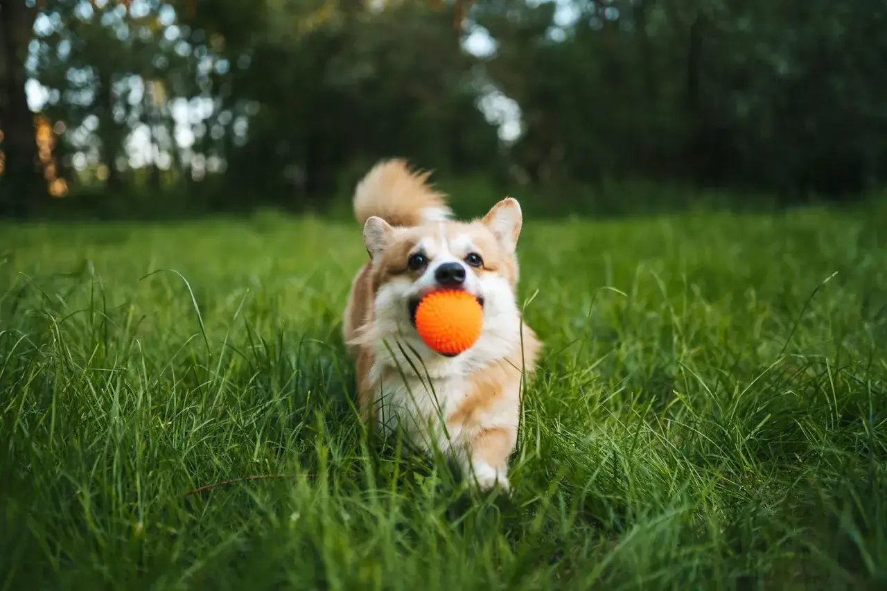 Zdjęcie Jak nauczyć psa oddawać piłkę – skuteczne metody treningu i porady