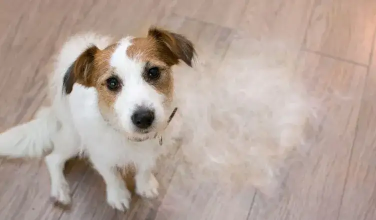 Zdjęcie Kiedy pies zmienia sierść? Poznaj sekrety linienia i jego przyczyny