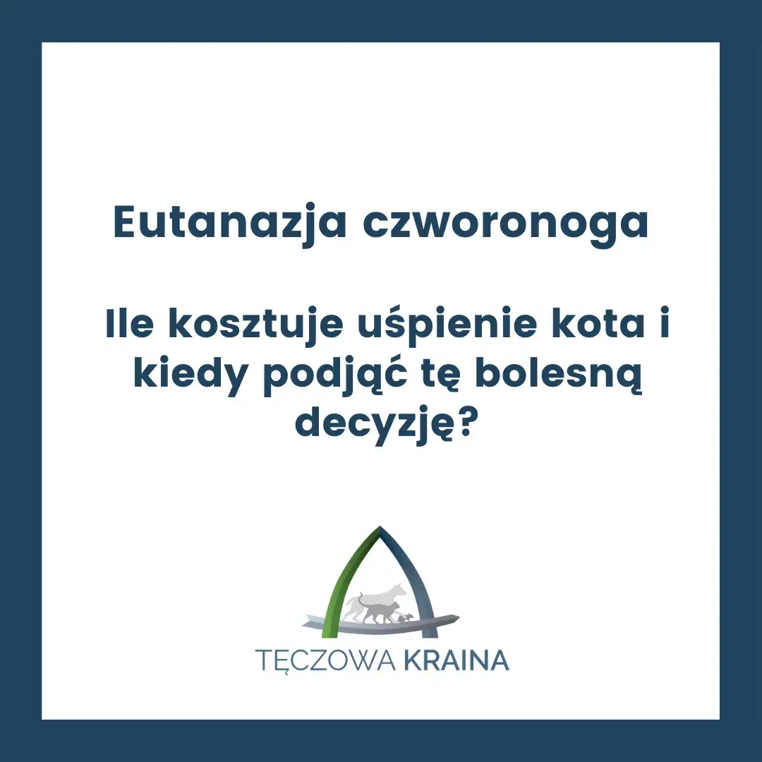 Zdjęcie Ile kosztuje eutanazja kota? Poznaj ceny i ważne informacje