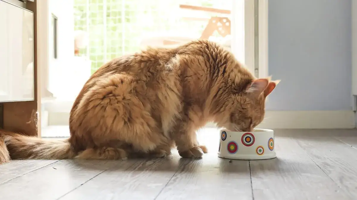 Zdjęcie Jak karmić kotkę: najważniejsze informacje o diecie i potrzebach