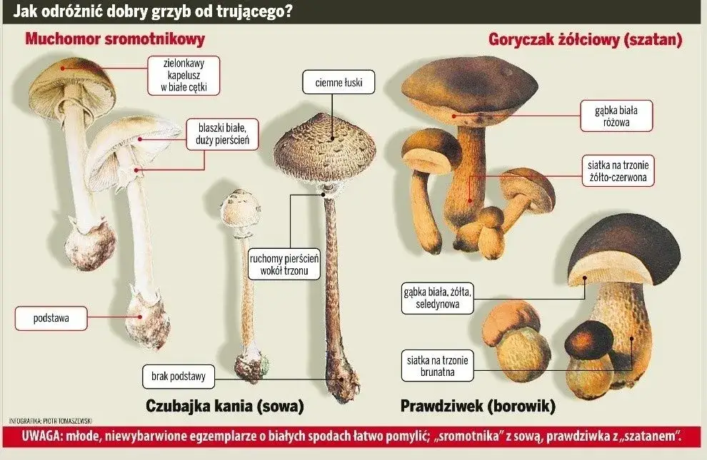 Zdjęcie Jak rozpoznać białe grzyby jadalne i uniknąć trujących? Porady