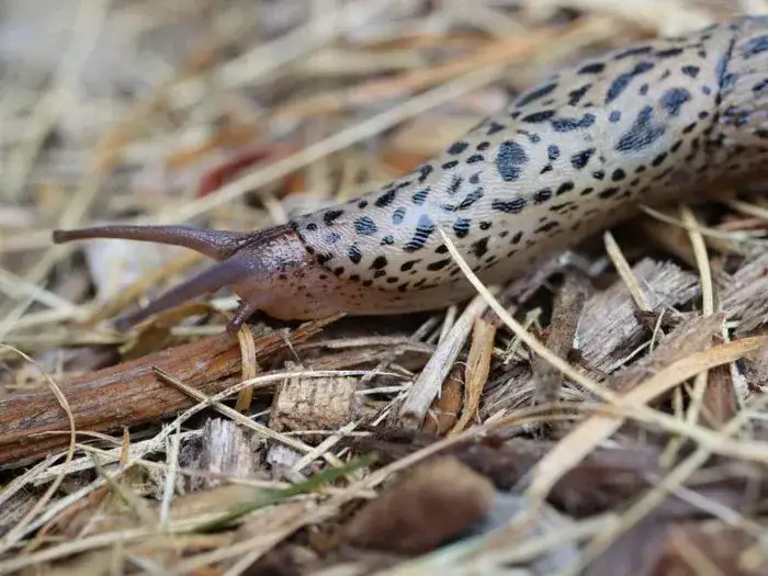 Zdjęcie Jak rozmnażają się ślimaki bez skorupy? Zaskakujące fakty o ich życiu
