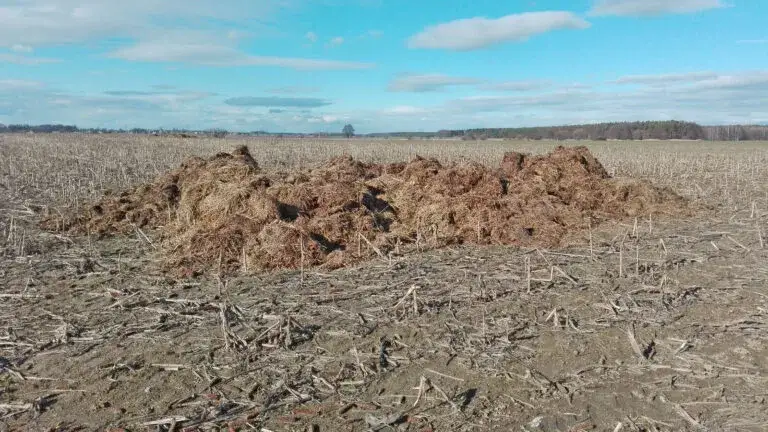 Zdjęcie Ile obornika na hektar pod zboża: uniknij błędów w nawożeniu