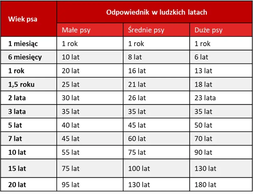 Zdjęcie Ile lat ma pies? Zaskakujące fakty o przeliczaniu wieku psów na ludzki