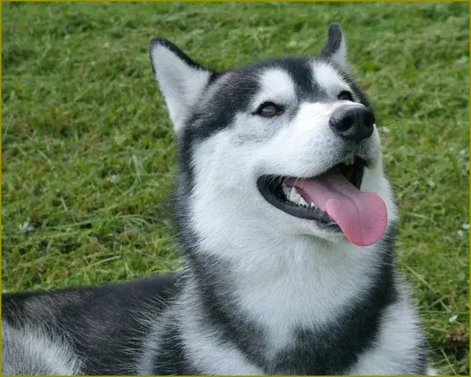 Zdjęcie Jak wychować husky? Praktyczne porady na szkolenie i opiekę nad energicznym psem