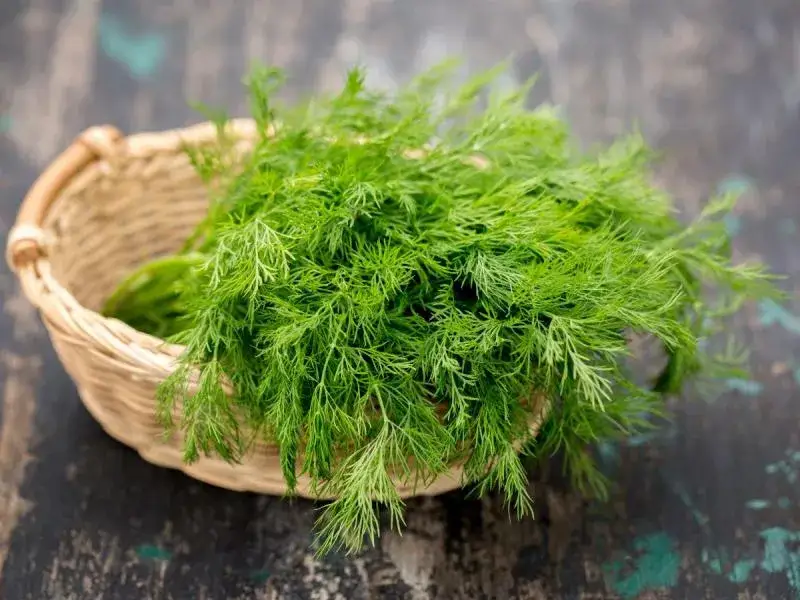 Zdjęcie Kiedy siać koper do gruntu? Najlepszy czas i wskazówki uprawy