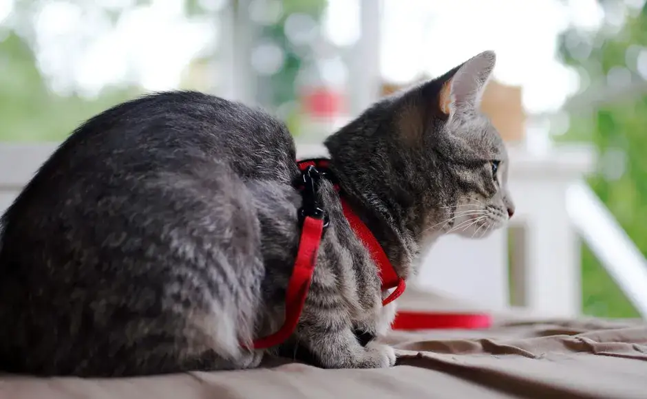 Zdjęcie Jakie szelki dla kota wybrać: kompletny poradnik bezpiecznych spacerów