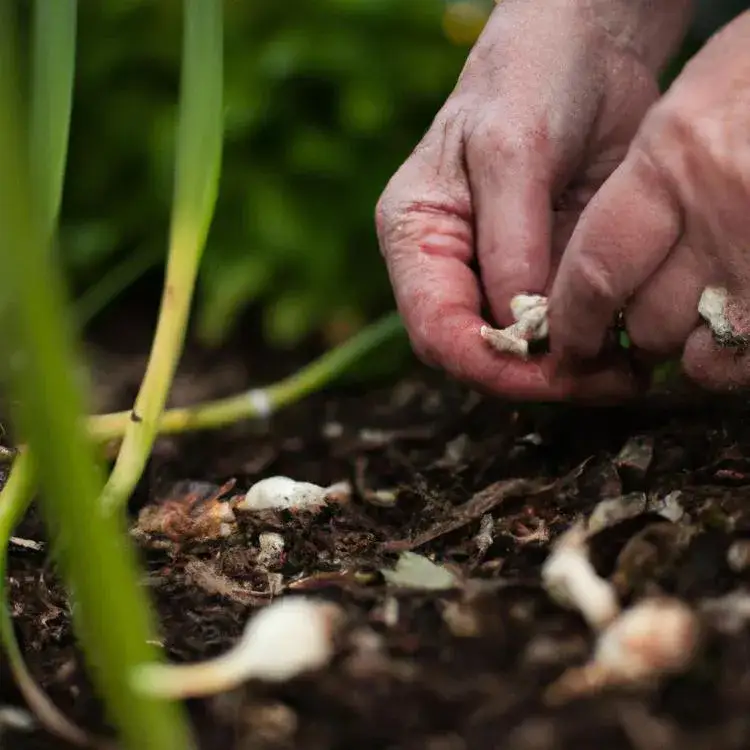 Zdjęcie Kiedy sadzić czosnek niedźwiedzi? Najlepszy czas i metody uprawy