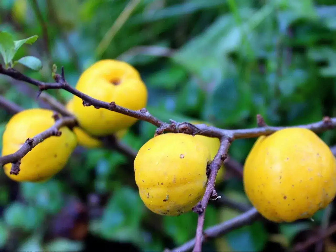 Zdjęcie Kiedy sadzić pigwowca do gruntu, aby uniknąć błędów w uprawie?