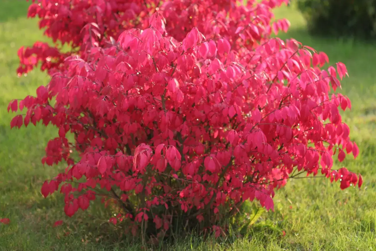 Piękny, gęsty krzew o intensywnie czerwonych liściach, idealny jako kolorowe krzewy do ogrodu.