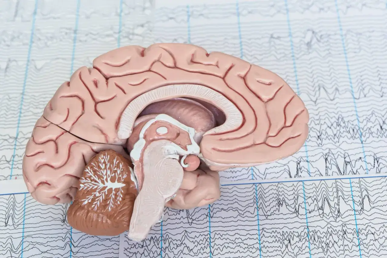 Model m&oacute;zgu na tle zapisu EEG, symbolizujący badania nad łagodnymi zaburzeniami poznawczymi.