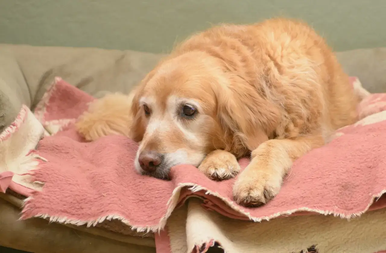 pies z demencją objawy DISHA