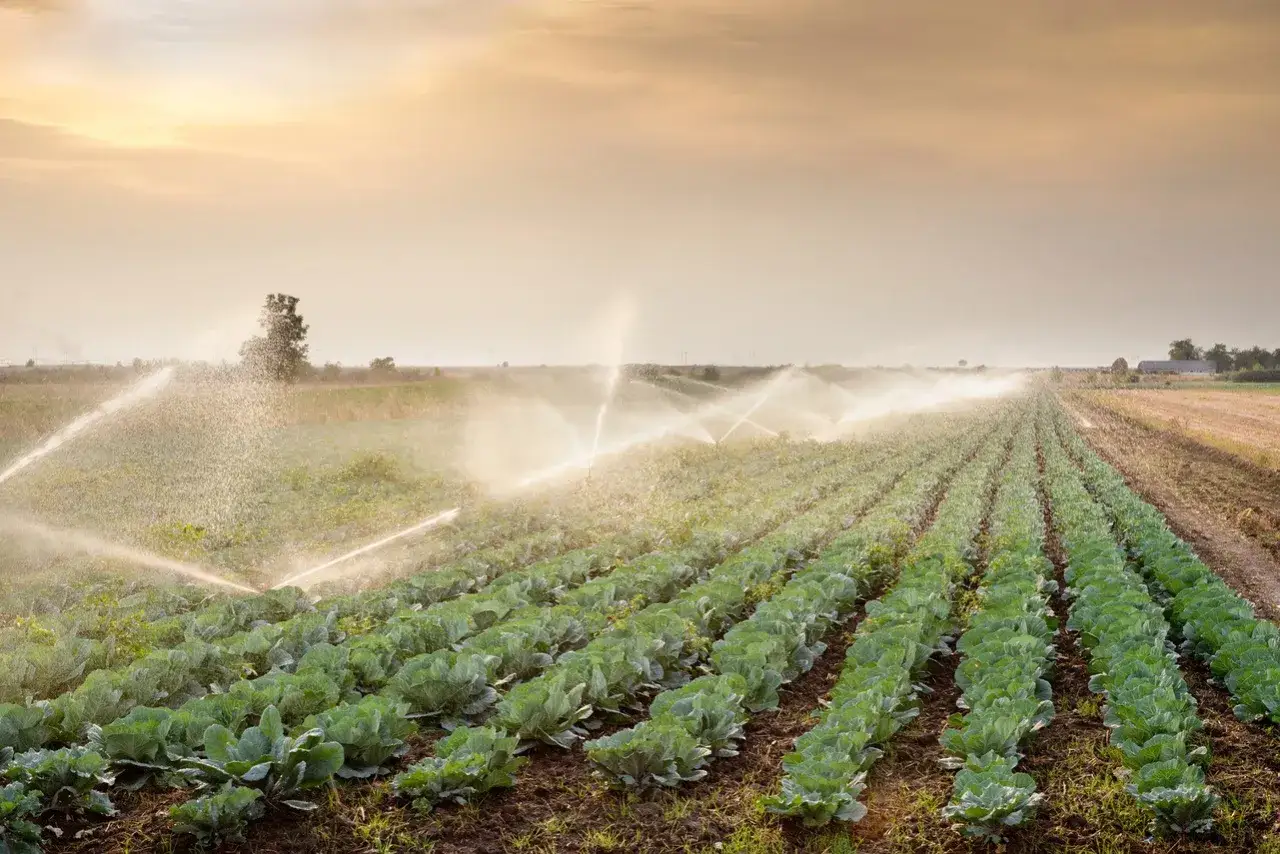 Zdjęcie Repartir las aguas para el riego: técnicas efectivas para optimizar el agua