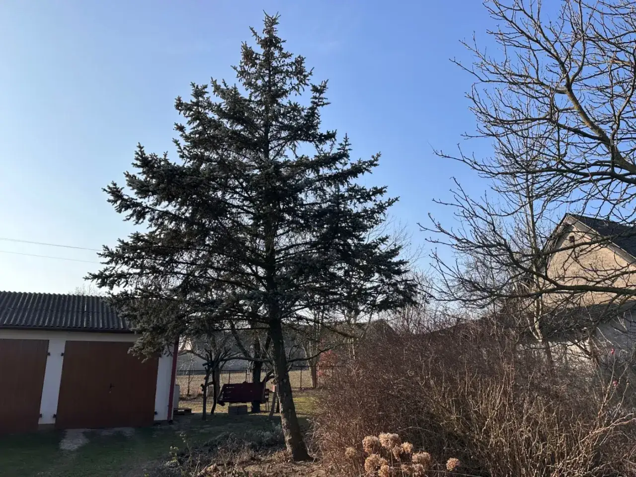 Wycinka drzew na działce rolnej. Duża choinka i nagie gałęzie drzew na tle błękitnego nieba. W oddali garaż i dom.