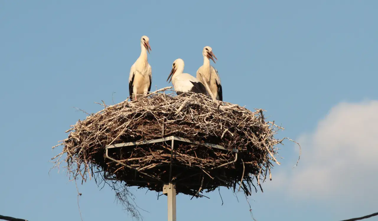 Trzy bociany w gnieździe. Zastanawiasz się, ile waży dorosły bocian? To ptaki o imponującej wadze, często przekraczającej 4 kg.