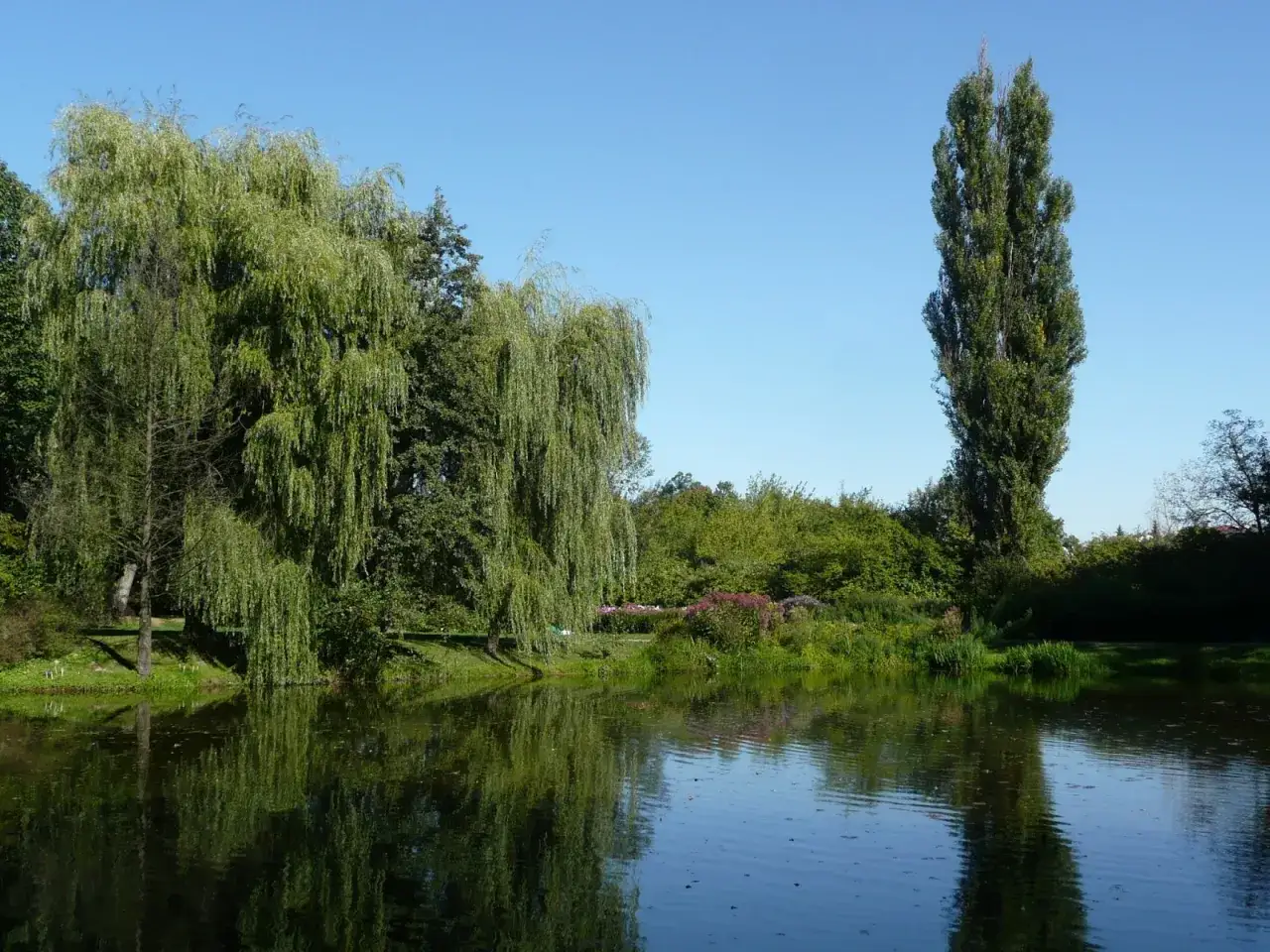 Wierzby nad spokojną wodą, kwitnące krzewy i wysokie drzewo tworzą obraz końca lata, jak w wierszu.