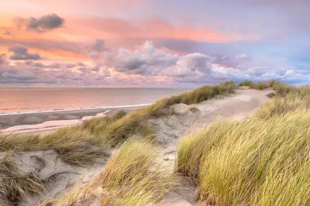 Holenderskie wybrzeże Morza Północnego plaża wydmy
