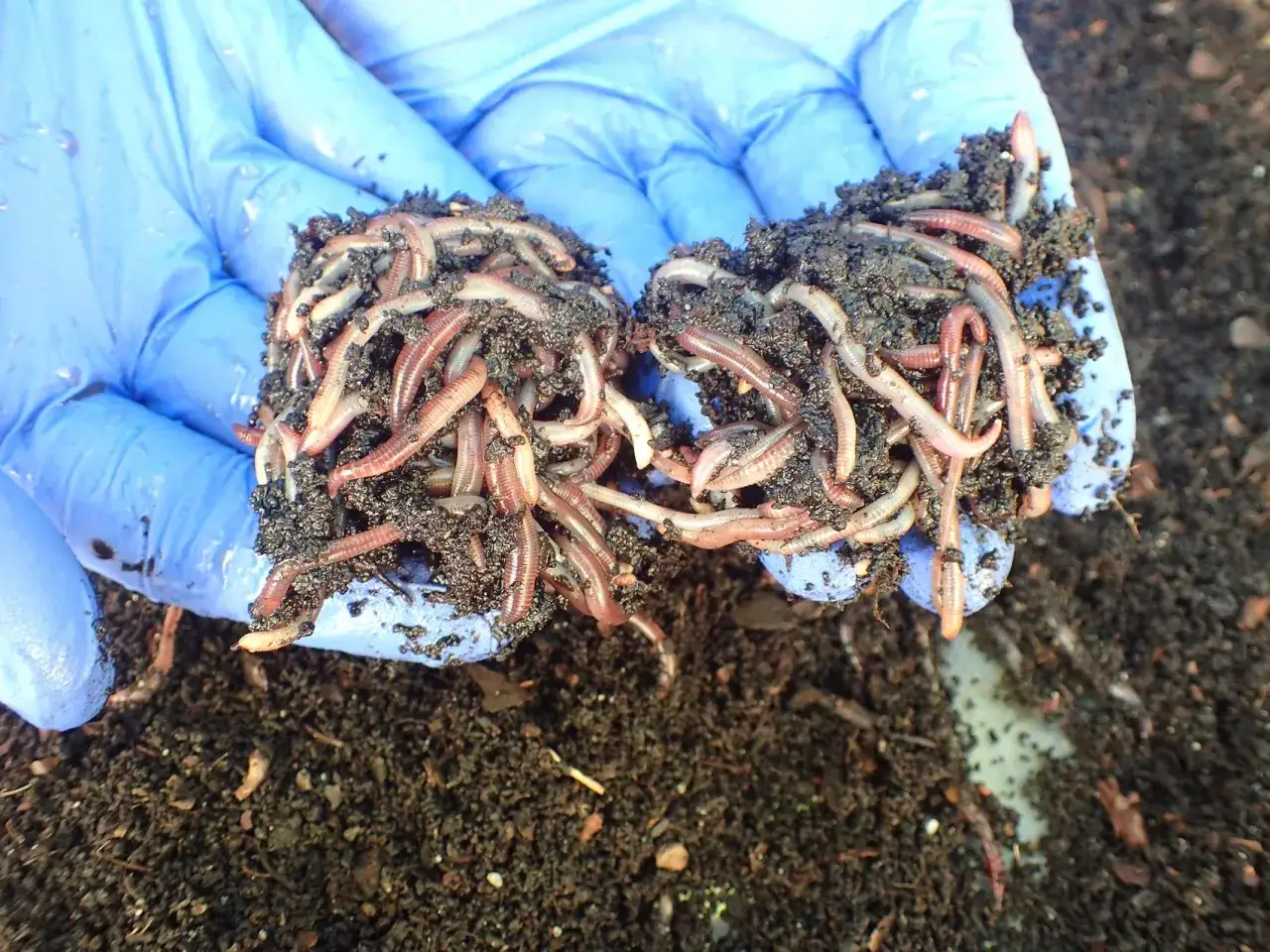 Dżdżownice kalifornijskie w dłoniach w niebieskich rękawiczkach. Widać, jak szybko rozmnażają się dżdżownice kalifornijskie, tworząc gęste skupiska.