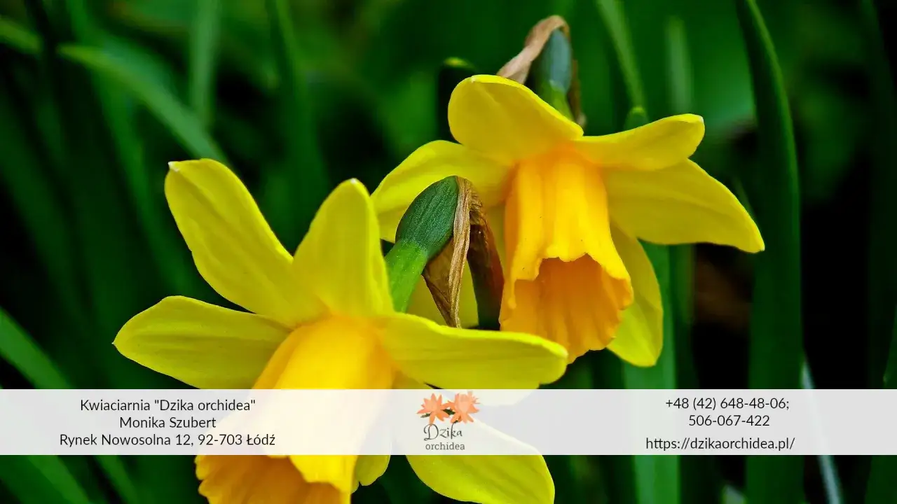 Jasnoż&oacute;łte kwiaty zwiastujące wiosnę, narcyzy, rozkwitają na zielonym tle.