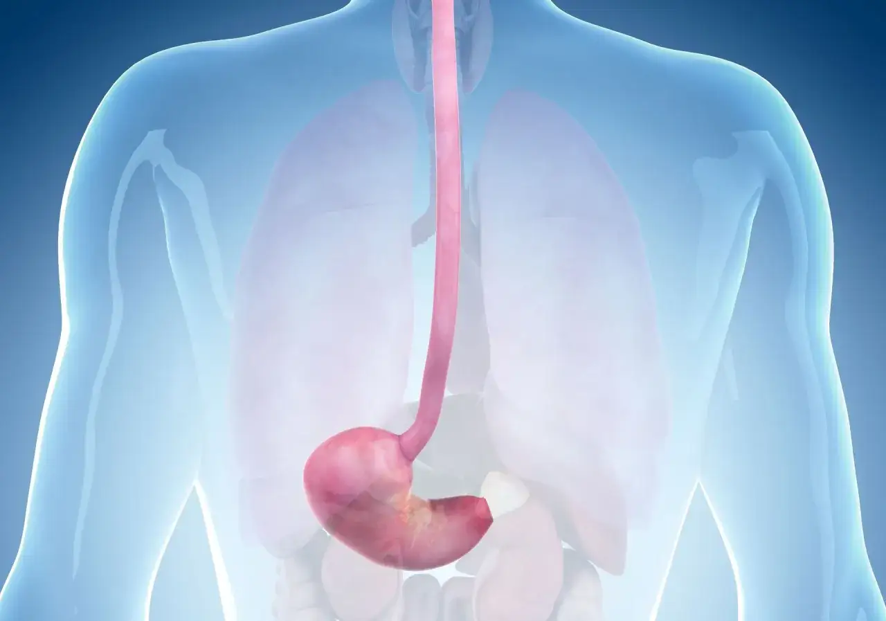 Przełyk i żołądek w ludzkim ciele. Ilustracja może pom&oacute;c zrozumieć eozynofilowe zapalenie przełyku.