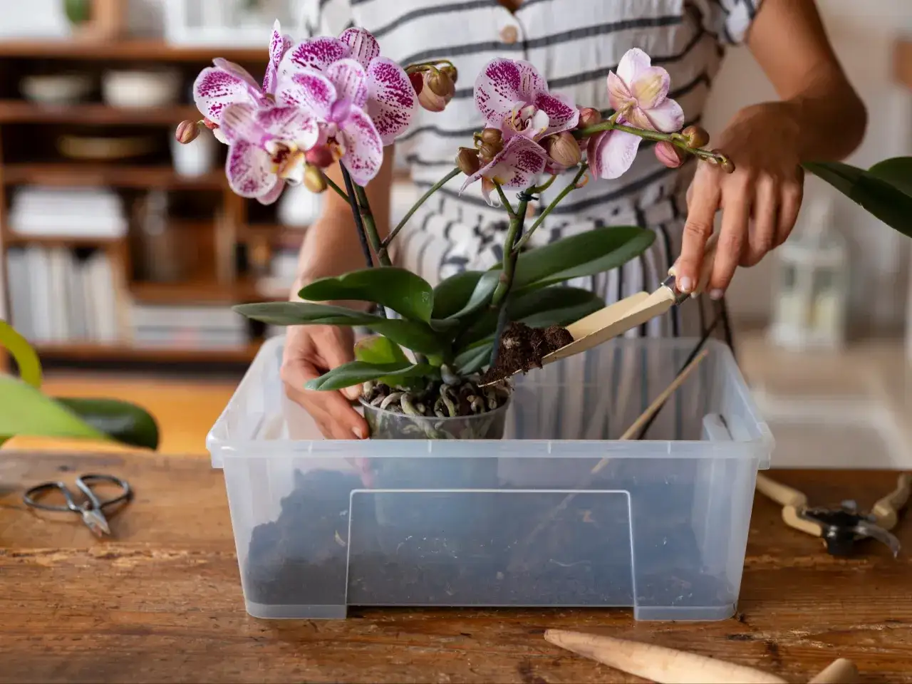 Przesadzanie storczyka. Dłoń dodaje specjalną ziemię do storczyka, która zapewni mu idealne warunki do wzrostu.