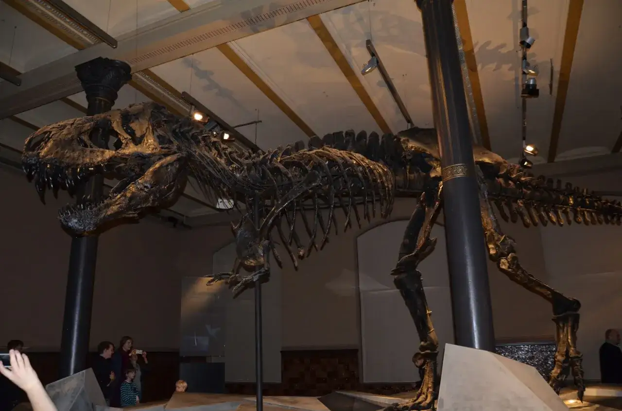 Szkielet tyranozaura w berlińskim muzeum dinozaurów budzi podziw.