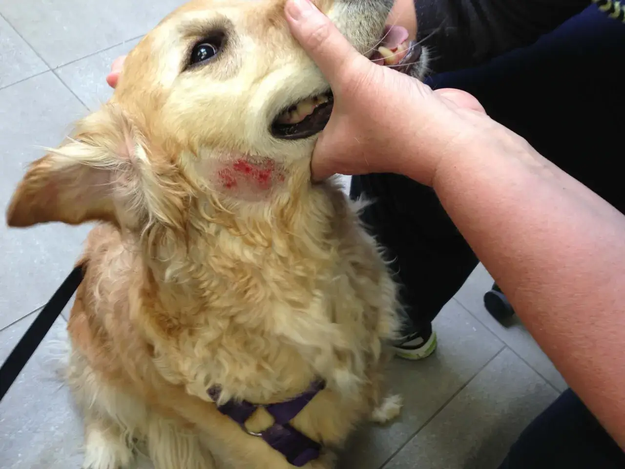 Złoty retriever z zaczerwienionym, bolącym **hot spotem u psa** na policzku. Dłoń delikatnie przytrzymuje psu pysk, odsłaniając problem.