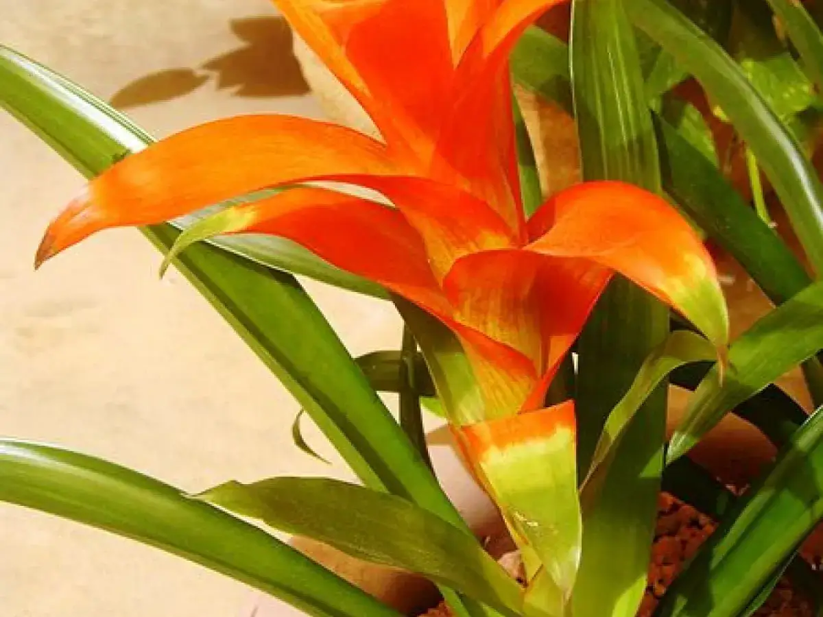 Jasny kwiat bromelia w odcieniach pomarańczu i zieleni. Kwitnie długo, zachwycając intensywnością barw.