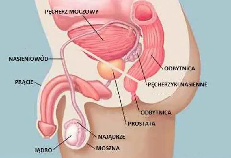 schemat budowy prostaty