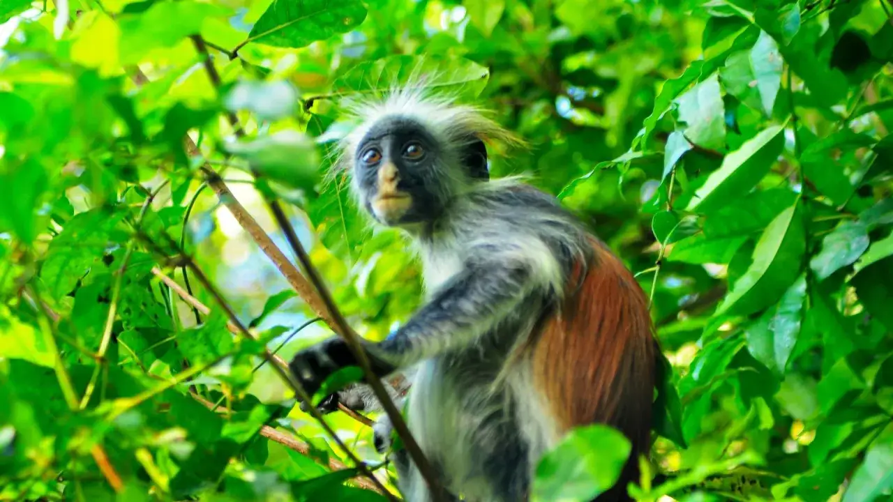 Małpa rudy gujec z puszystą grzywką siedzi na gałęzi w gęstwinie liści w lesie Jozani.