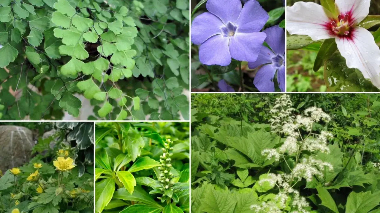 Zielony, bujny ogr&oacute;d w cieniu: paprocie, fiołki, białe i ż&oacute;łte kwiaty.