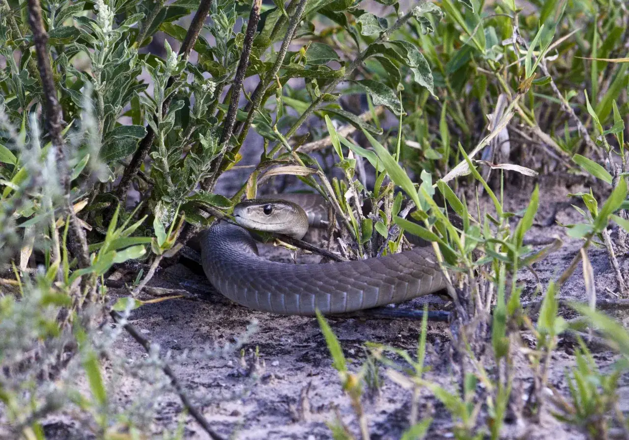 Czarny mamba, jeden z najbardziej jadowitych węży w Afryce, ukrywa się wśród zarośli.