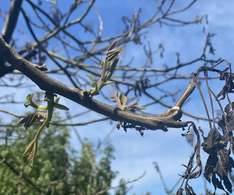 Uszkodzone pąki orzecha włoskiego po przymrozkach