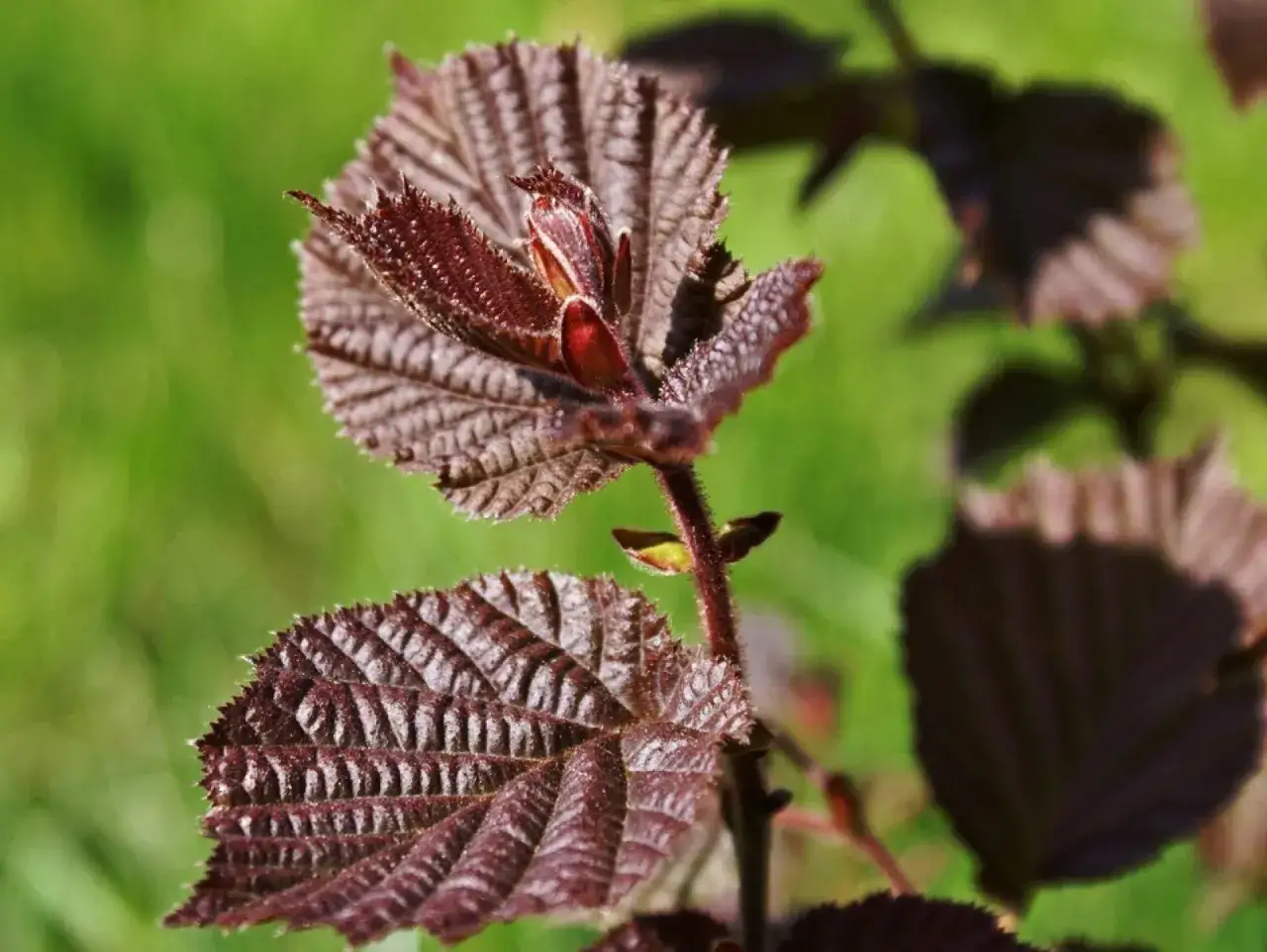 Młode, bordowe liście orzecha laskowego drzewa rozwijają się na wiosnę.