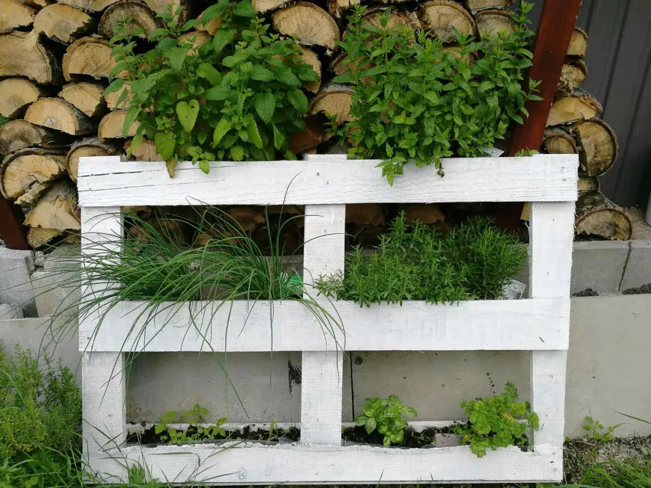 podlewanie roślin w palecie