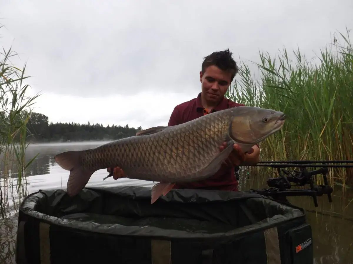 Skuteczne przynęty karpiowe i amurze