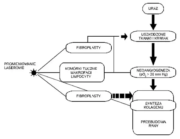 laseroterapia mechanizm działania komórki mitochondria