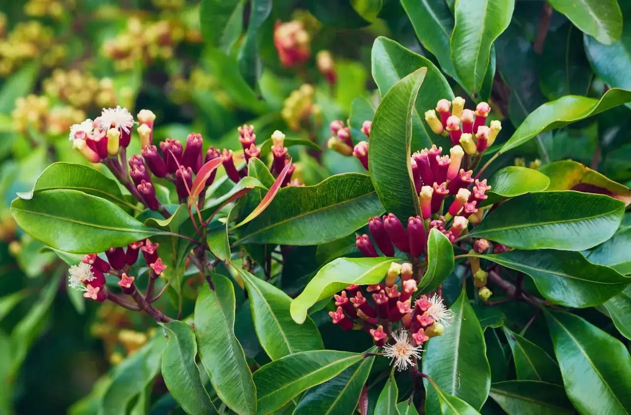 Zdjęcie Jak rośnie goździki przyprawa – tajemnice uprawy i zbioru tej aromatycznej przyprawy