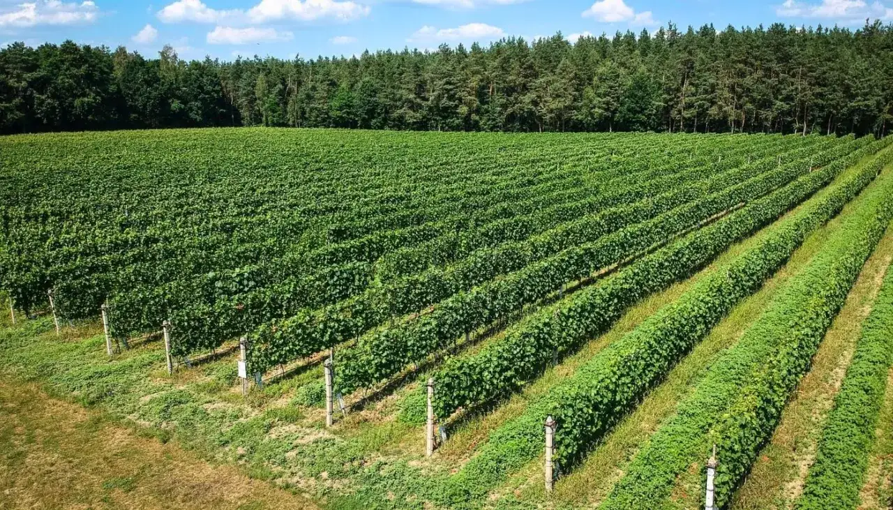 Winnica Dw&oacute;rzno Mazowsze