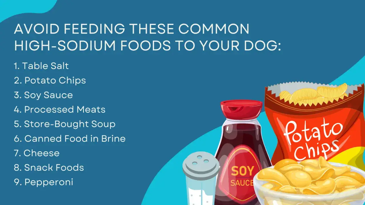 Czy pies może jeść s&oacute;l? Unikaj podawania psu soli, sosu sojowego, chips&oacute;w i innych wysokosodowych produkt&oacute;w.