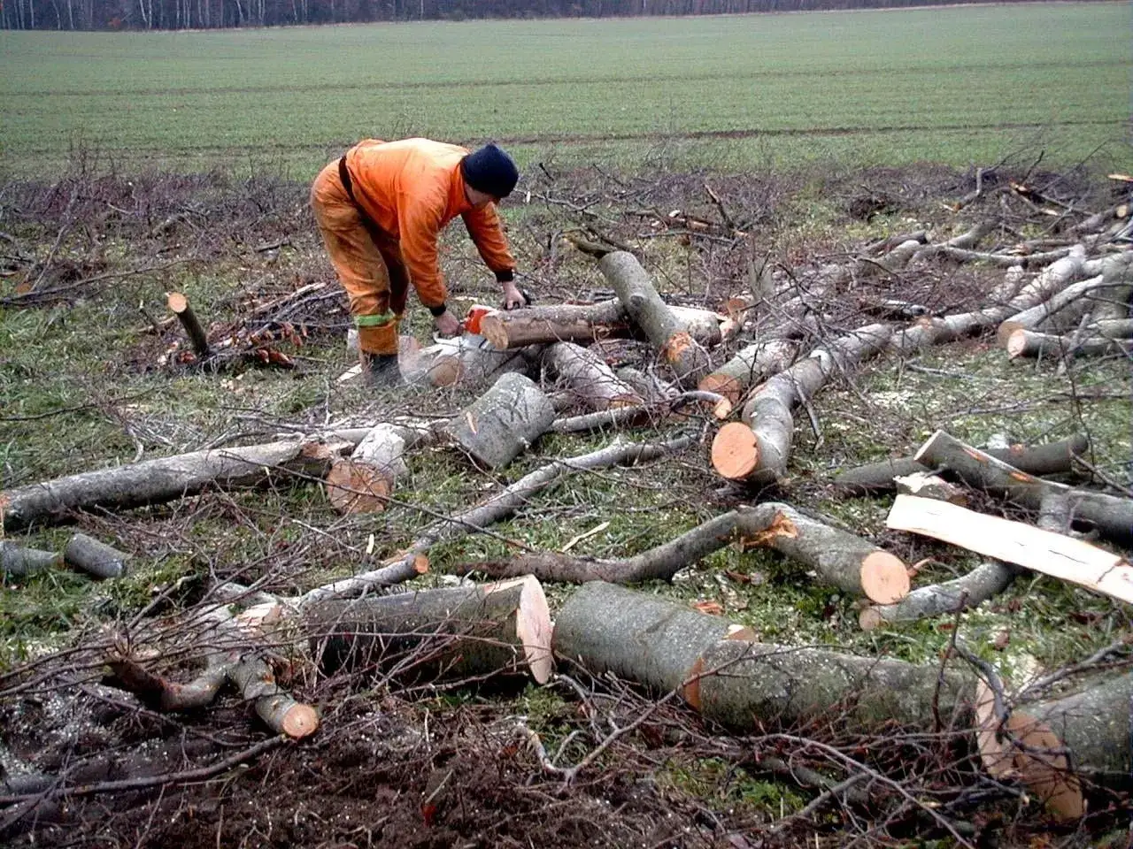 Pracownik w pomarańczowym stroju wykonuje wycinkę drzew na działce budowlanej, przygotowując teren.