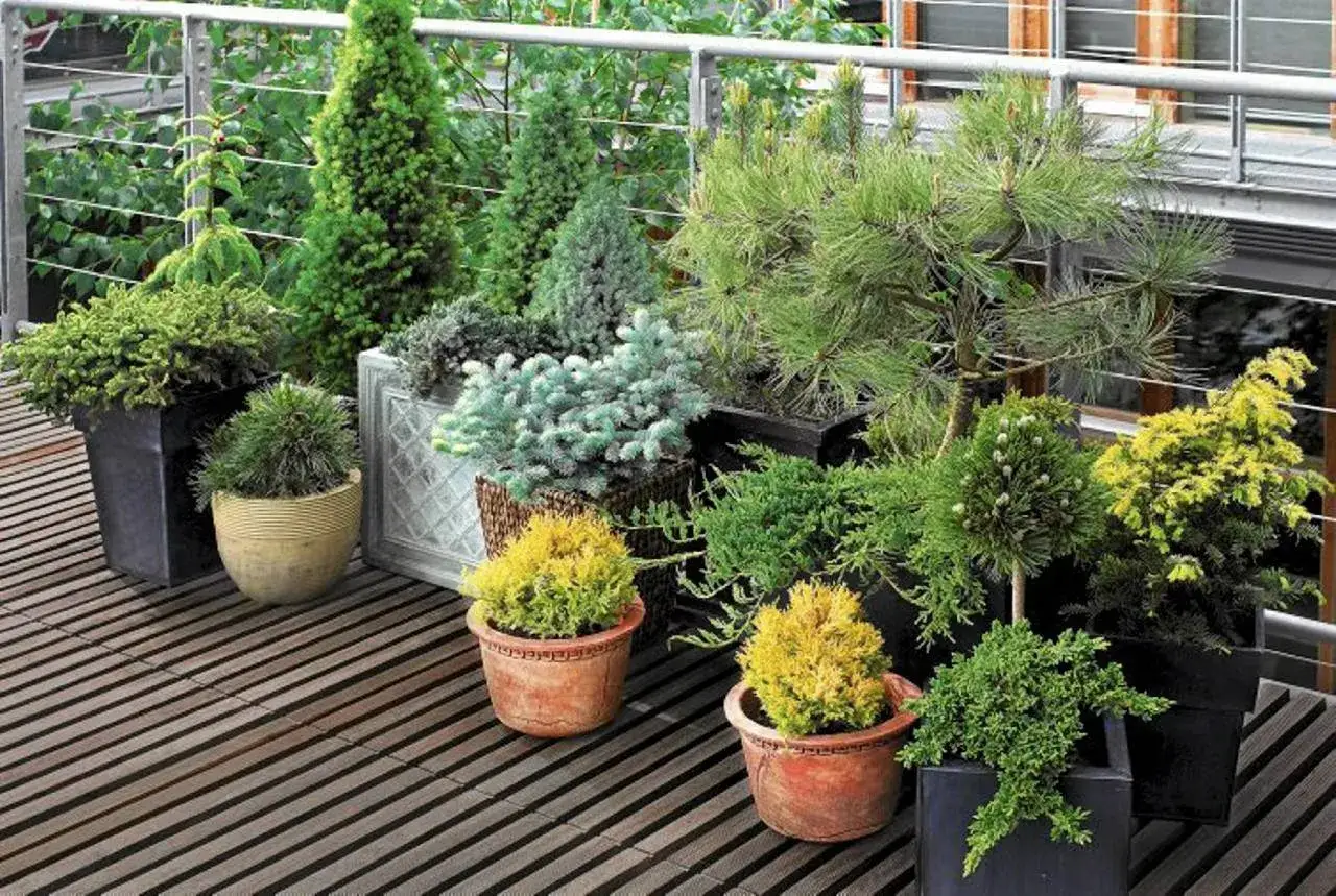 Ochrona drzewa w donicy na zimę