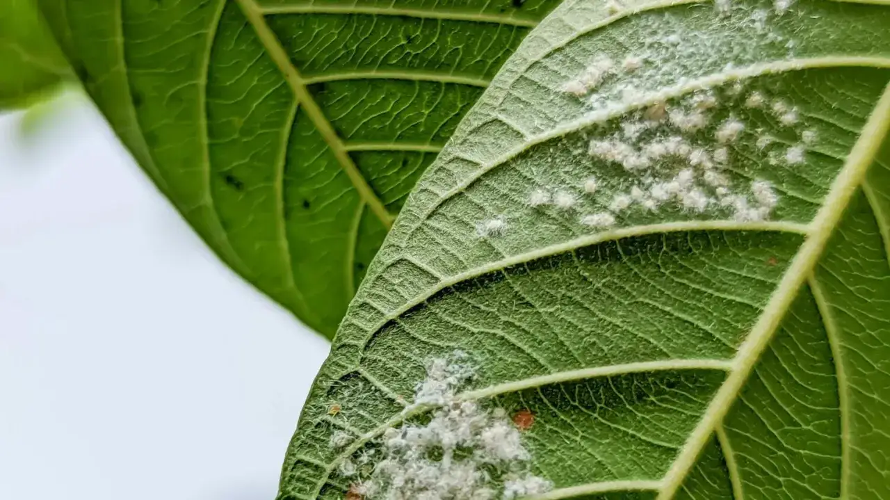Zielone liście z białym nalotem, oznaka wełnowca. Jak się pozbyć tego szkodnika?
