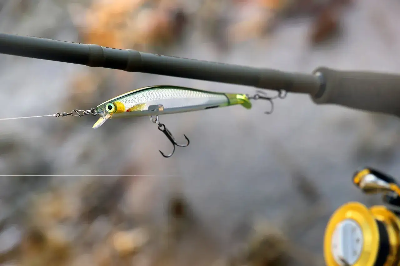 pstrąg potokowy w rzece