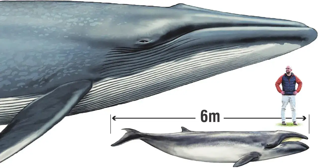 Płetwal błękitny, największe zwierzę na świecie, obok człowieka. Skala pokazuje 6 metr&oacute;w.