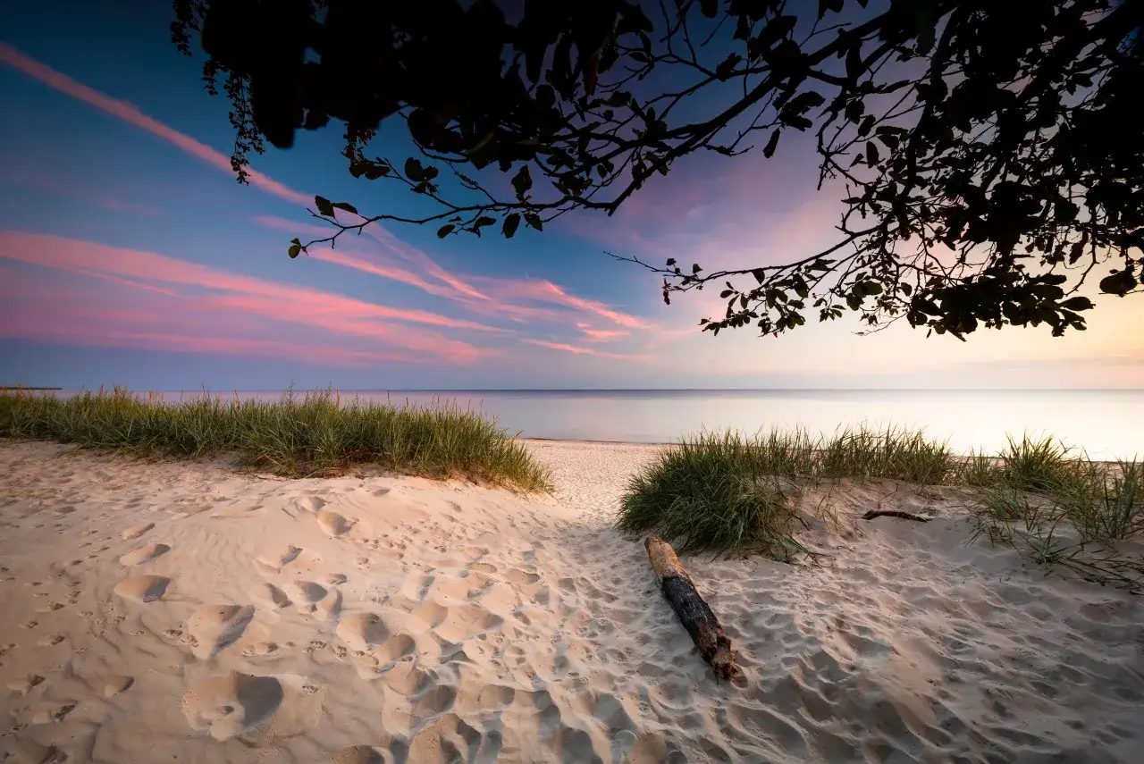 dzika plaża sosnowy las Bałtyk