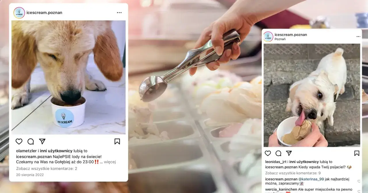 pies dostaje lody dla psów w kawiarni