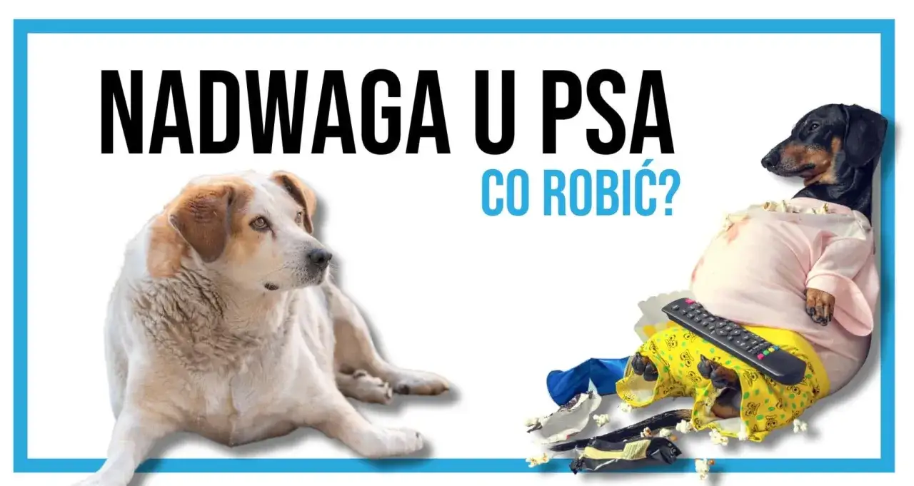 Pływający pies otyłość