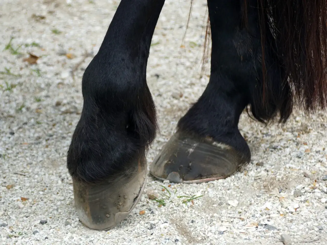 Czarne nogi konia i jego kopyta na żwirze. Zwróć uwagę na pęknięcia i stan kopyt, aby jak rozpoznać ochwat u konia.