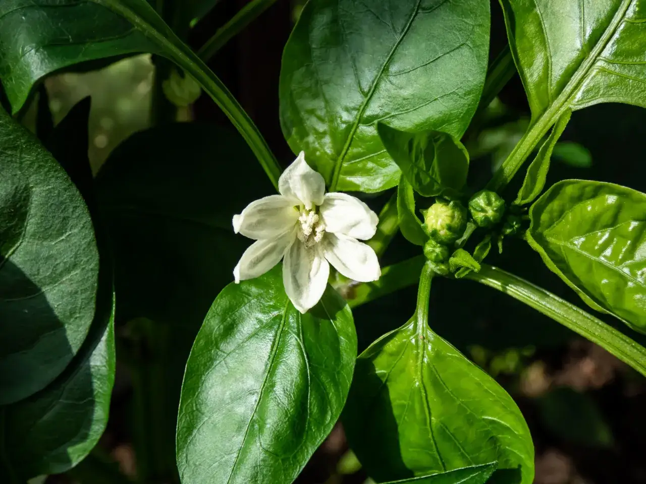 kwitnąca papryka kwiaty